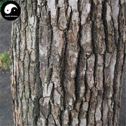 Xiang Zhang Shu Pi 香樟樹皮, Camphortree Bark, Cortex Cinnamomi Camphorae-Health Wisdom™
