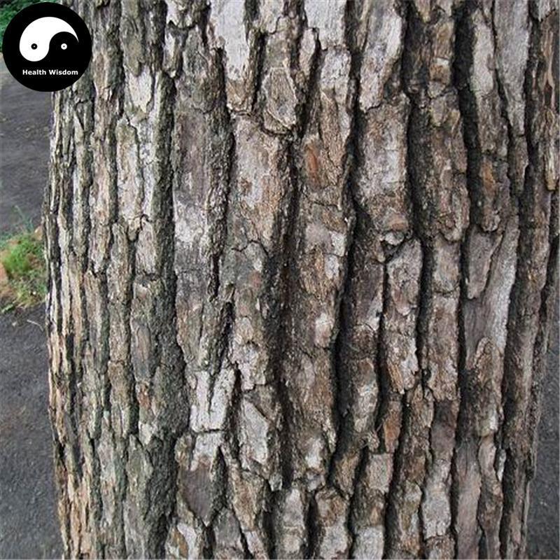Xiang Zhang Shu Pi 香樟樹皮, Camphortree Bark, Cortex Cinnamomi Camphorae-Health Wisdom™