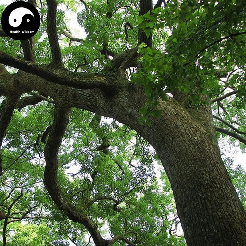 Xiang Zhang Shu Pi 香樟樹皮, Camphortree Bark, Cortex Cinnamomi Camphorae-Health Wisdom™