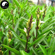 Xiao Bo Gu Dan 小驳骨丹, Herba Gendarussa Valgaris-Health Wisdom™