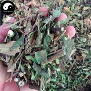 Xiao Bo Gu Dan 小驳骨丹, Herba Gendarussa Valgaris-Health Wisdom™