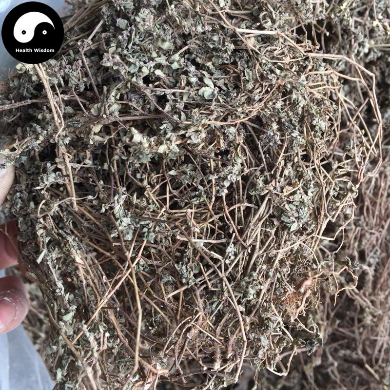 Xiao Fei Yang Cao 小飞扬草, Garden Euphorbia Herb, Herba Euphorbia Hypericifolia, Tong Nai Cao-Health Wisdom™