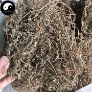 Xiao Fei Yang Cao 小飞扬草, Garden Euphorbia Herb, Herba Euphorbia Hypericifolia, Tong Nai Cao-Health Wisdom™