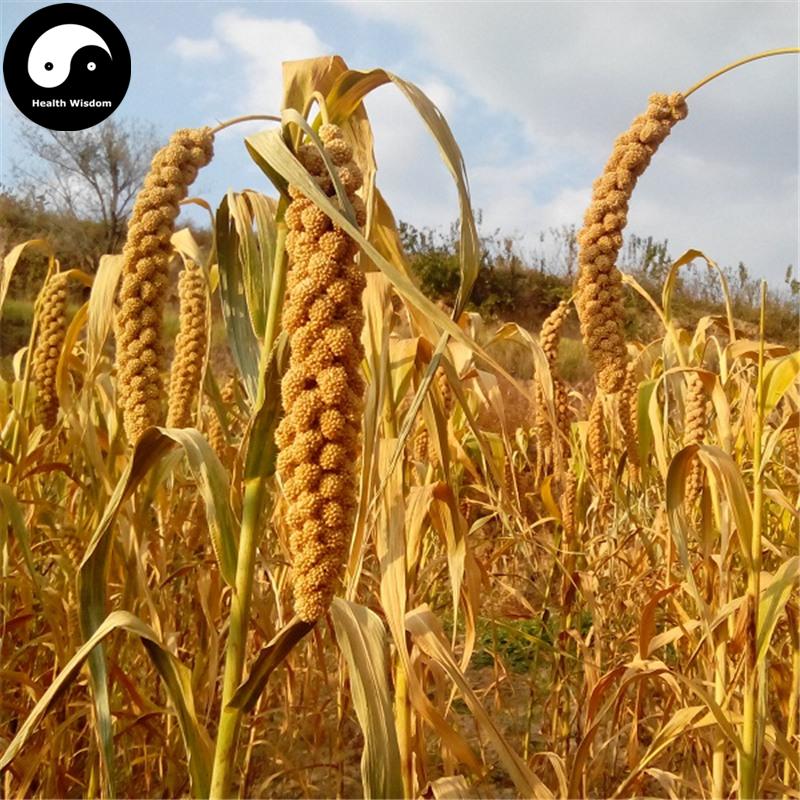 Xiao Huang Mi 小黄米, Herb Food Millet, Grain Millet-Health Wisdom™