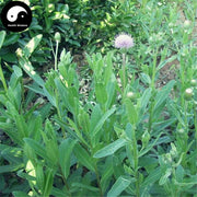 Xiao Ji 小薊, Herba Cirsii, Herba Cephalanoploris, Common Cephalanoplos Herb-Health Wisdom™
