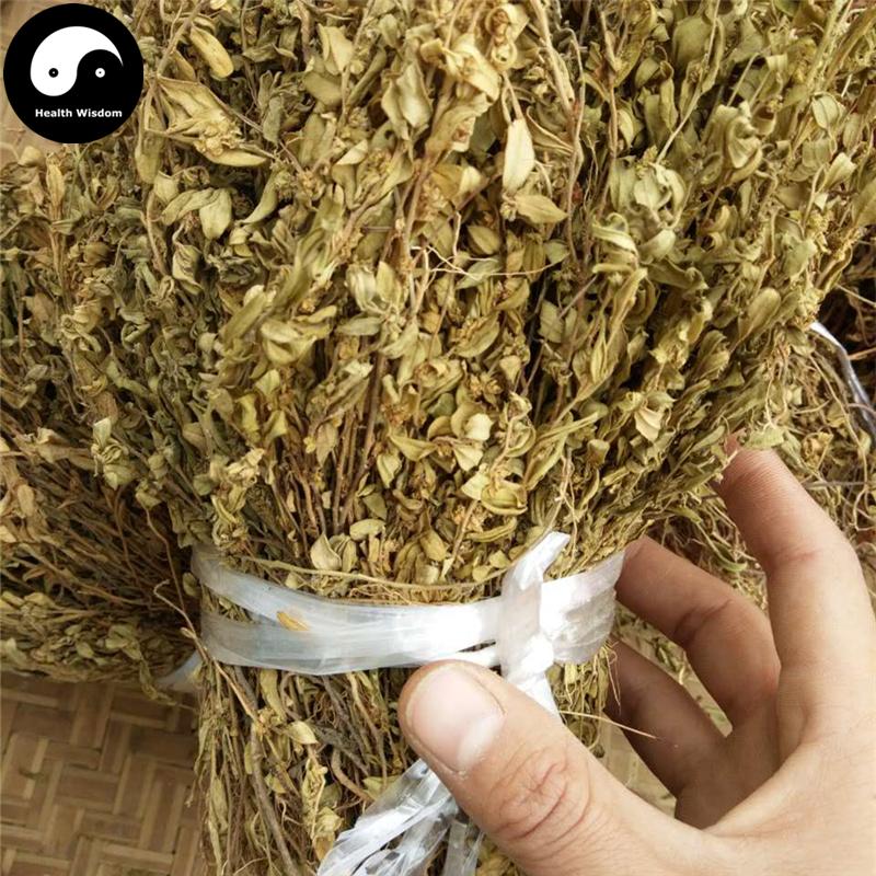 Xiao Jin Niu Cao 小金牛草, Herba Polygala Arvensis-Health Wisdom™