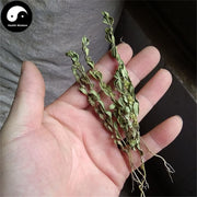 Xiao Jin Niu Cao 小金牛草, Herba Polygala Arvensis-Health Wisdom™