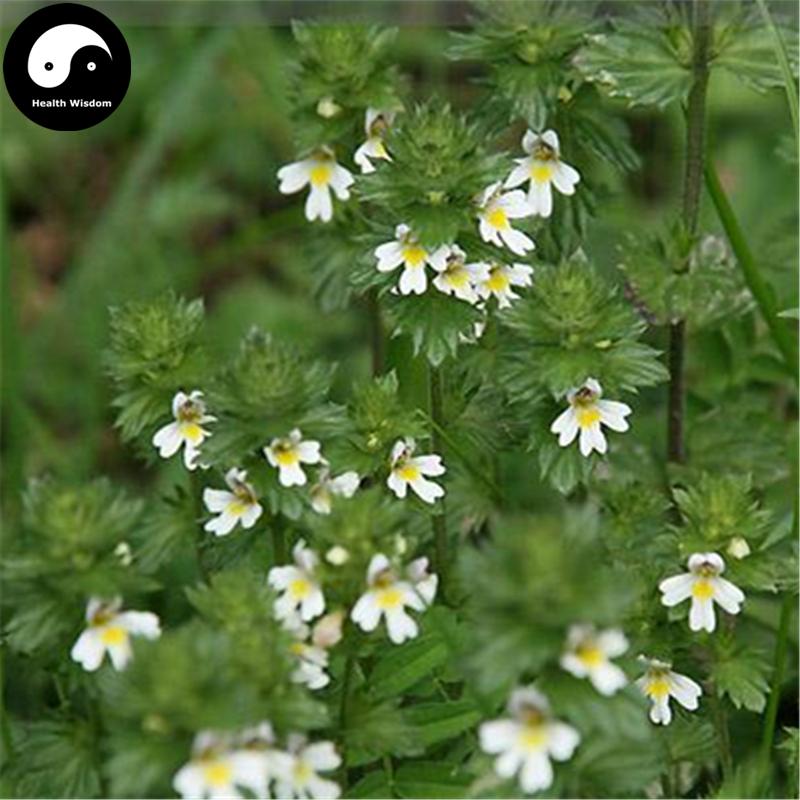 Xiao Mi Cao 小米草, Herba Euphrasia Pectinata Ten-Health Wisdom™