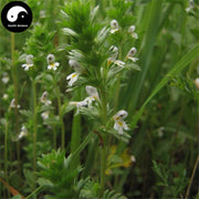 Xiao Mi Cao 小米草, Herba Euphrasia Pectinata Ten-Health Wisdom™