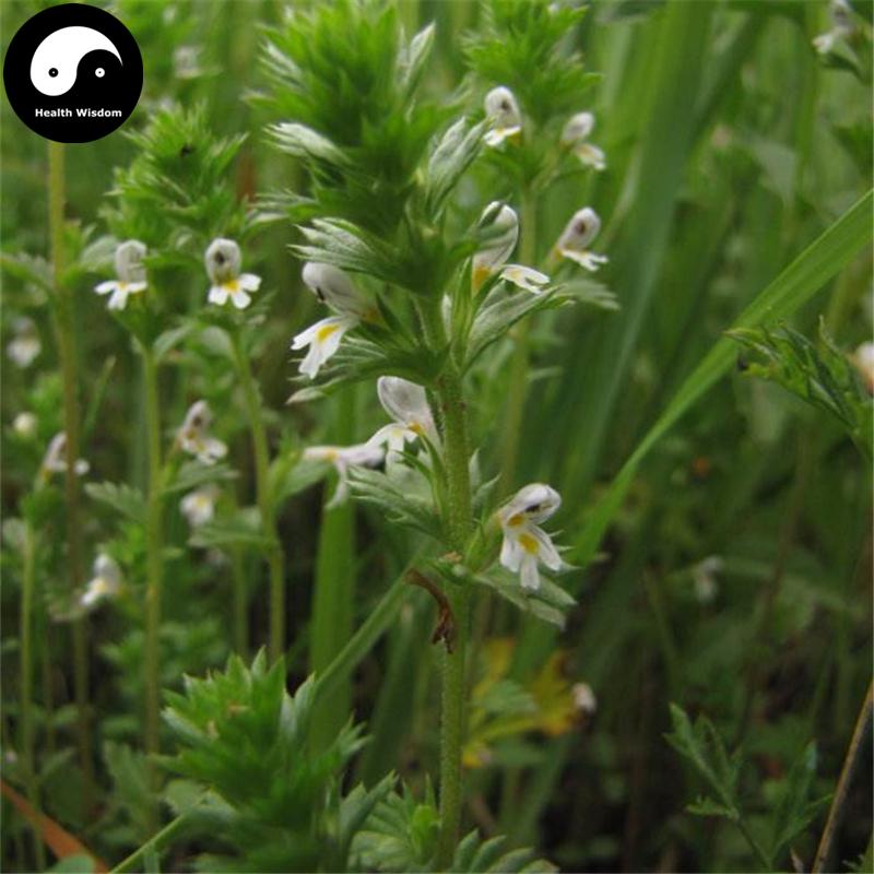 Xiao Mi Cao 小米草, Herba Euphrasia Pectinata Ten-Health Wisdom™
