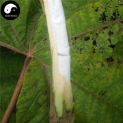 Xiao Tong Cao 小通草, Medulla Stachyuri, Stachyurus Himalaicus, Xiao Tong Hua-Health Wisdom™