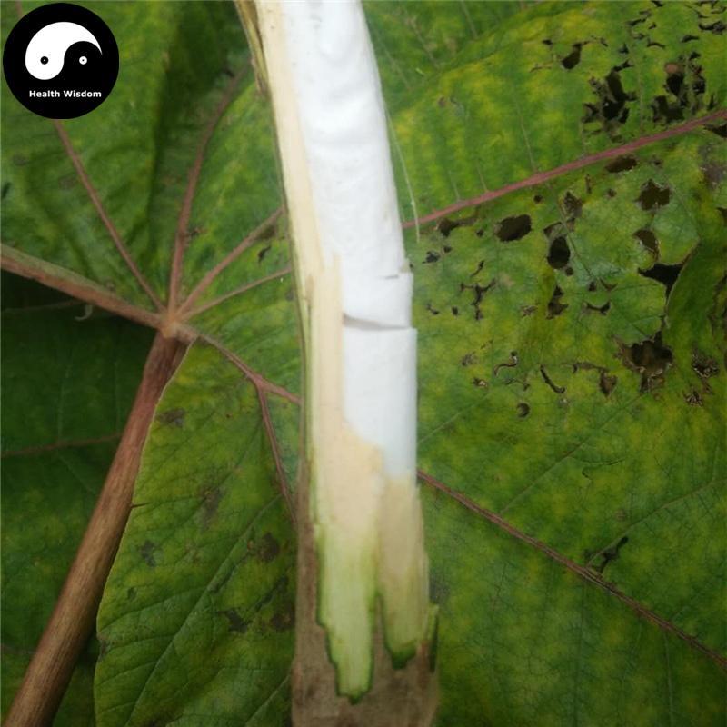 Xiao Tong Cao 小通草, Medulla Stachyuri, Stachyurus Himalaicus, Xiao Tong Hua-Health Wisdom™