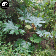 Xiao Tong Cao 小通草, Medulla Stachyuri, Stachyurus Himalaicus, Xiao Tong Hua-Health Wisdom™