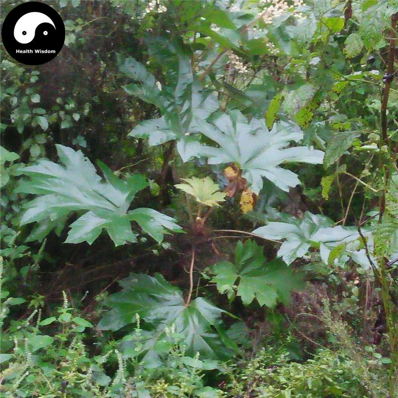 Xiao Tong Cao 小通草, Medulla Stachyuri, Stachyurus Himalaicus, Xiao Tong Hua-Health Wisdom™