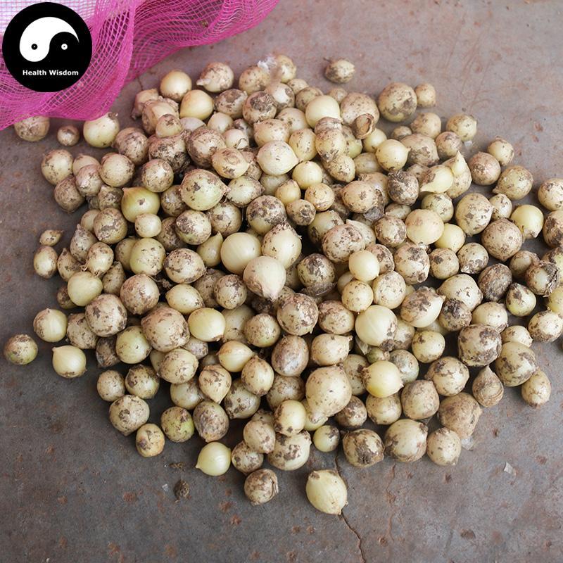 Xie Bai Tou 薤白頭, Bulbus Allii Macrostemi, Longstamen Onion Bulb, Jiu Bai-Health Wisdom™