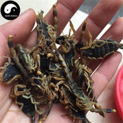 Xie Zi 蝎子, Dried Scorpions, Quan Xie-Health Wisdom™