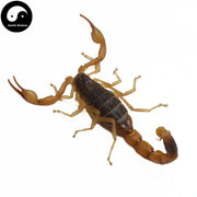 Xie Zi 蝎子, Dried Scorpions, Quan Xie-Health Wisdom™