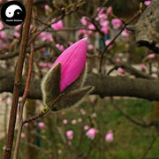 Xin Yi Hua 辛夷花, Flos Magnolia Denudata, Magnolia Flower-Health Wisdom™