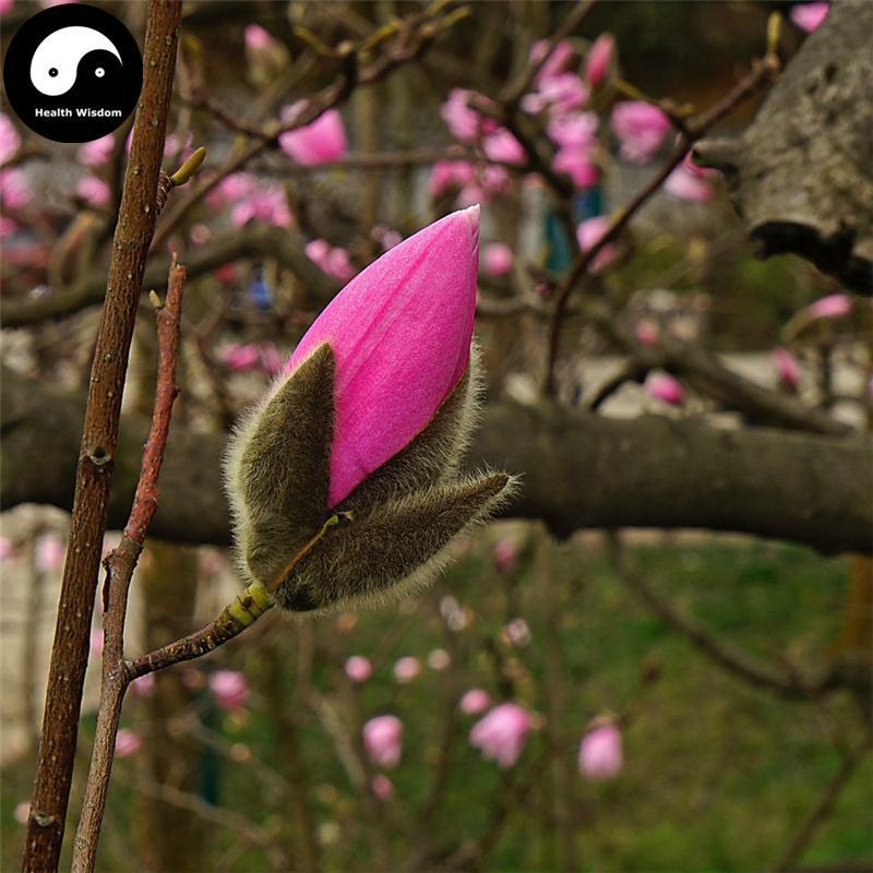 Xin Yi Hua 辛夷花, Flos Magnolia Denudata, Magnolia Flower-Health Wisdom™