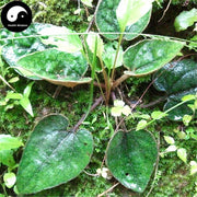 Xing Xiang Tu Er Feng 杏香兔耳风, Herba Ainsliaea Fragrans Champ-Health Wisdom™