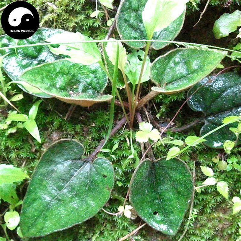 Xing Xiang Tu Er Feng 杏香兔耳风, Herba Ainsliaea Fragrans Champ-Health Wisdom™