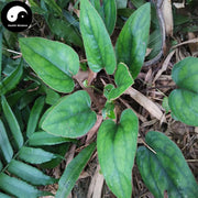 Xing Xiang Tu Er Feng 杏香兔耳风, Herba Ainsliaea Fragrans Champ-Health Wisdom™