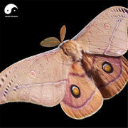 Xiong Can E 雄蚕蛾, Male Silkworm Moth, Male Sex Tonic-Health Wisdom™
