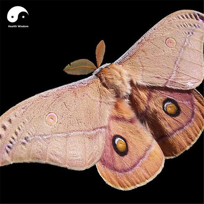 Xiong Can E 雄蚕蛾, Male Silkworm Moth, Male Sex Tonic-Health Wisdom™