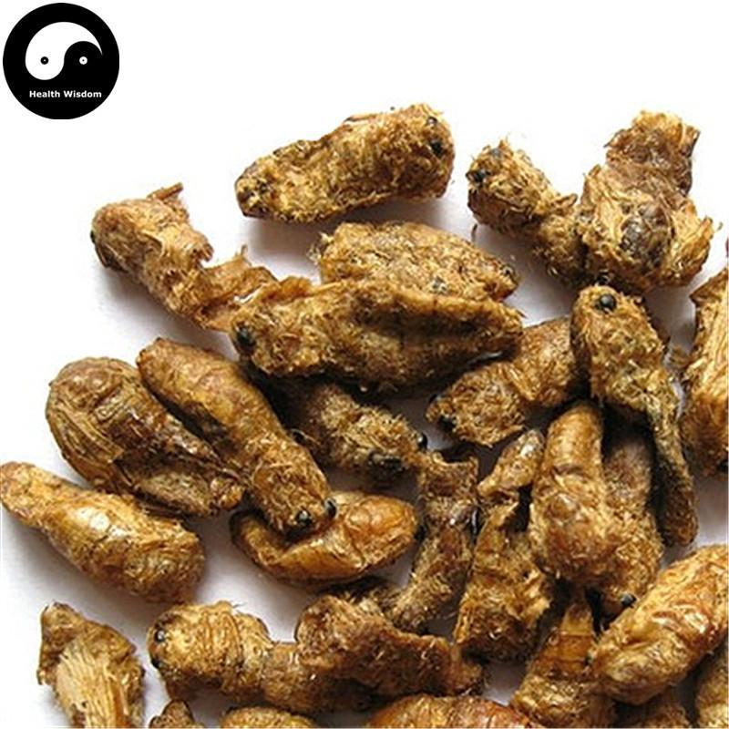 Xiong Can E 雄蚕蛾, Male Silkworm Moth, Male Sex Tonic-Health Wisdom™