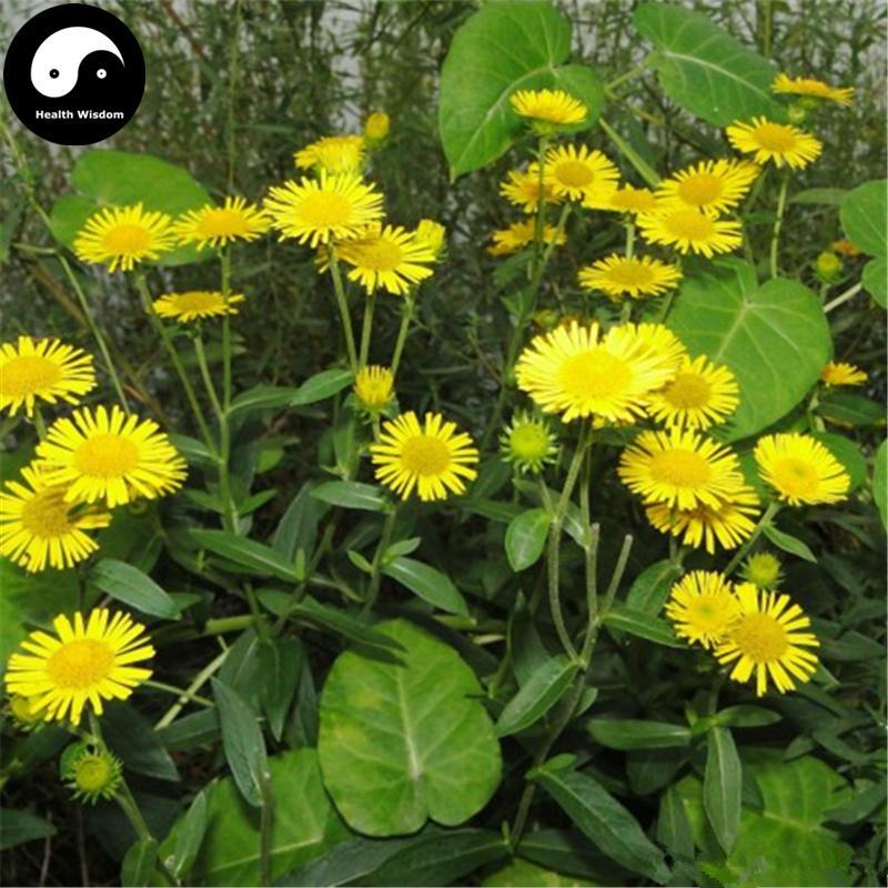Xuan Fu Hua 旋覆花, Flos Inula Japonica, Inula Flower-Health Wisdom™