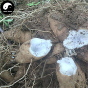 Xuan Shen 玄參, Yuan Shen, Radix Scrophulariae, Figwort Root-Health Wisdom™