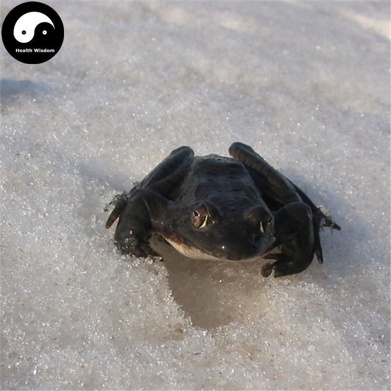Xue Ha 雪蛤, Northeast Rana Chensinensis, Chinese Snow Clams/Frogs-Health Wisdom™