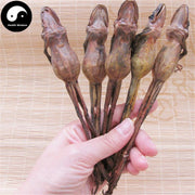 Xue Ha 雪蛤, Northeast Rana Chensinensis, Chinese Snow Clams/Frogs-Health Wisdom™
