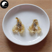 Xue Ha You 雪蛤油, Northeast Rana Chensinensis Oil, Chinese Snow Clams/Frogs Oil-Health Wisdom™