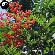 Xue Man Cao 血滿草, Herb Adnate Elder, Herba Sambuci Adnatae-Health Wisdom™