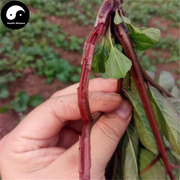 Xue Man Cao 血滿草, Herb Adnate Elder, Herba Sambuci Adnatae-Health Wisdom™