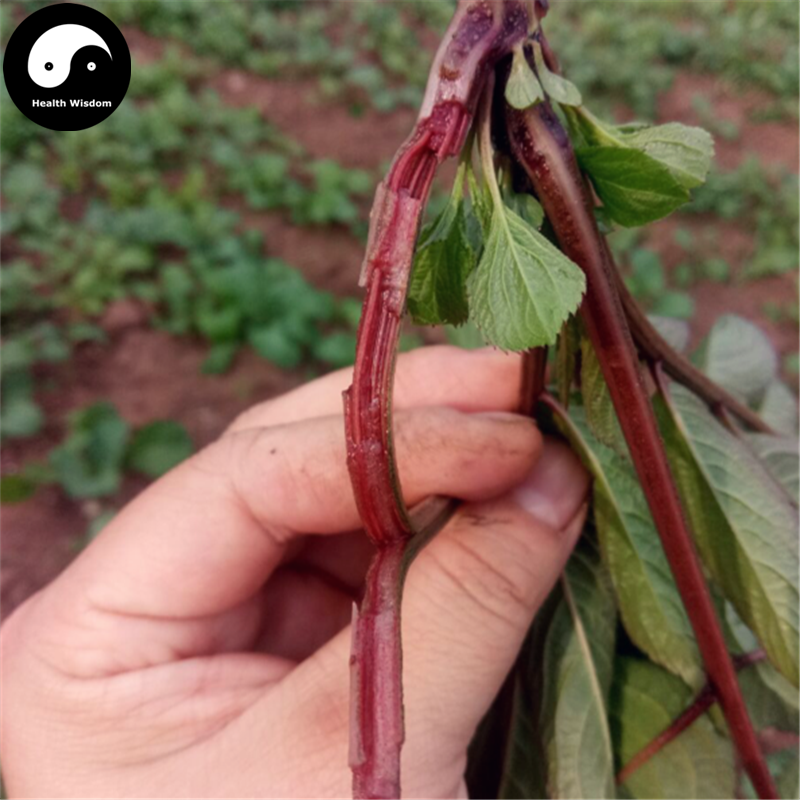 Xue Man Cao 血滿草, Herb Adnate Elder, Herba Sambuci Adnatae-Health Wisdom™