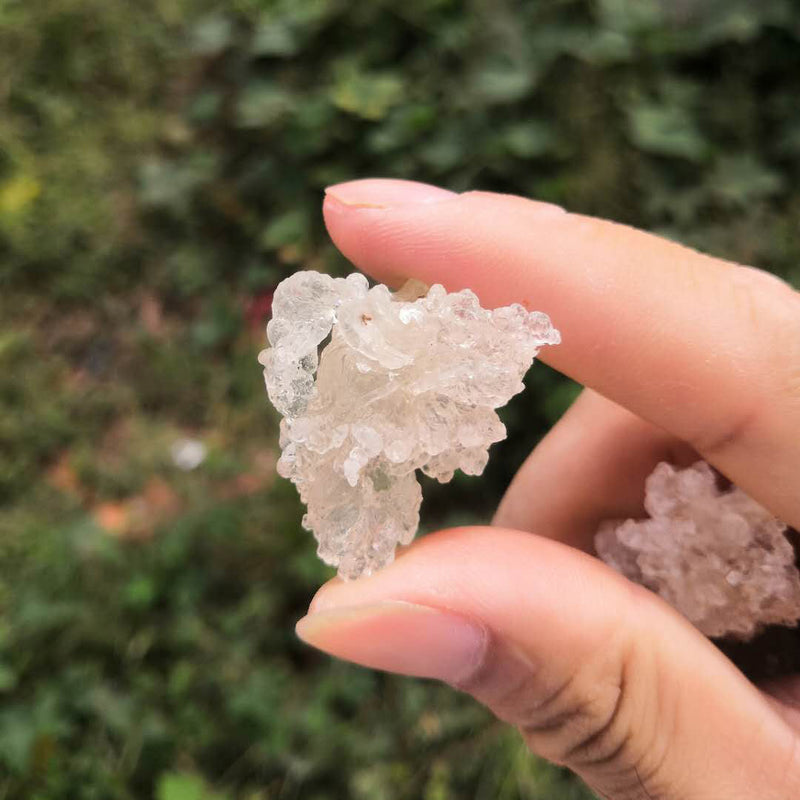 Xue Yan 雪燕, Sterculia Gum, Dried Herbal Collagen Gum Tragacanth-Health Wisdom™