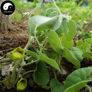 Xun Gu Feng 尋骨風, Wooly Dutchmanspipe Herb, Herba Aristolochiae Mollissimae-Health Wisdom™