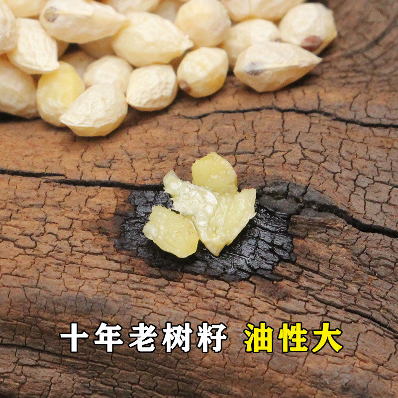 Ya Dan Zi Ren 鴉膽子仁, No Shell Fructus Bruceae, Java Brucea Fruit, Brucea Javanica-Health Wisdom™
