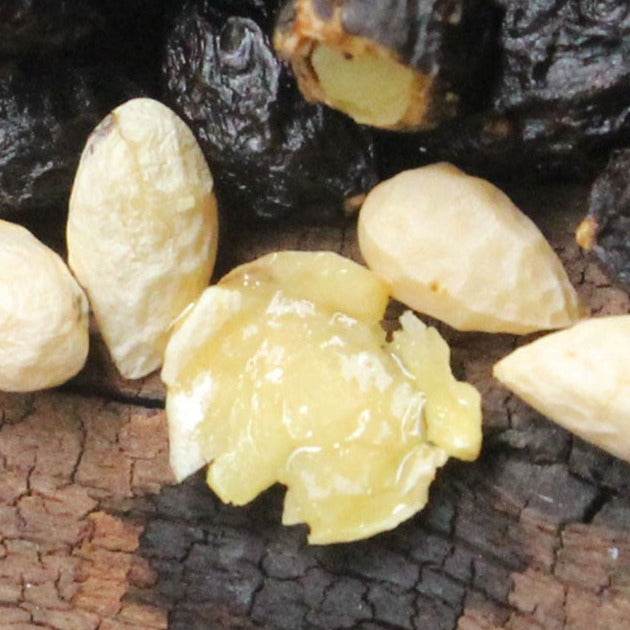 Ya Dan Zi You 鴉膽子油, Fructus Bruceae Extract Oils, Java Brucea Fruit, Brucea Javanica-Health Wisdom™