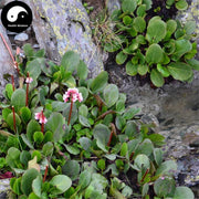 Yan Bai Cai 巖白菜, Bergenia Purpurascens Herb, Herba Bergeniae, Yan Qi-Health Wisdom™