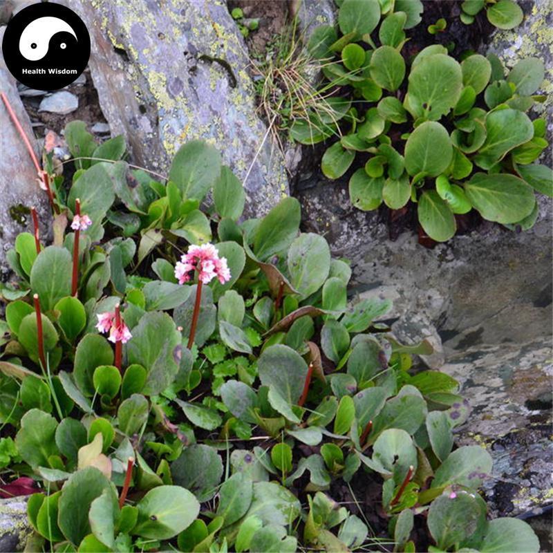 Yan Bai Cai 巖白菜, Bergenia Purpurascens Herb, Herba Bergeniae, Yan Qi-Health Wisdom™