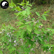 Yan Hua Gen 芫花根, Rhizome Daphne Genkwa, Huang Da Ji, Shu Sang-Health Wisdom™