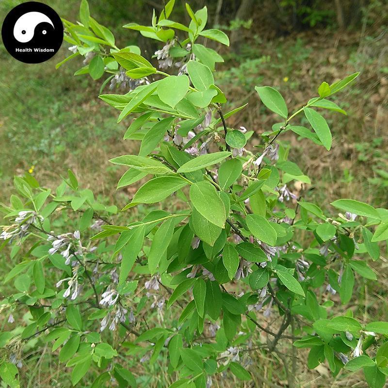 Yan Hua Gen 芫花根, Rhizome Daphne Genkwa, Huang Da Ji, Shu Sang-Health Wisdom™