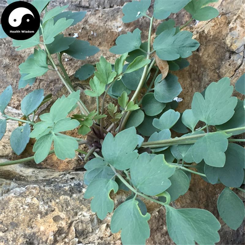 Yan Huang Lian 岩黄连, Herba Corydalis Saxicola Bunting, Yan Hu-Health Wisdom™