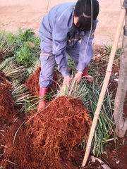 Yan Lan Cao Gen 岩兰草根, Chrysopogon Zizanioides Roots, Vetiver Root-Health Wisdom™