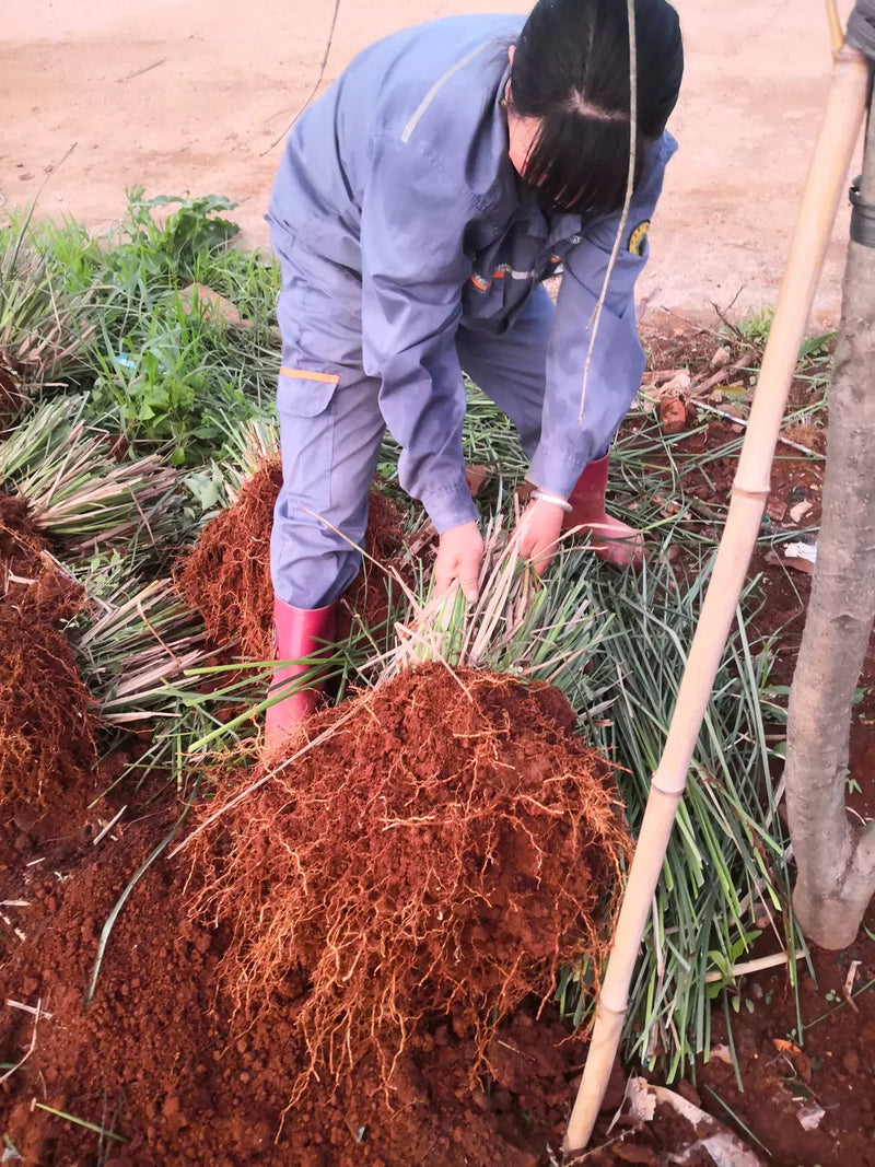 Yan Lan Cao Gen 岩兰草根, Chrysopogon Zizanioides Roots, Vetiver Root-Health Wisdom™