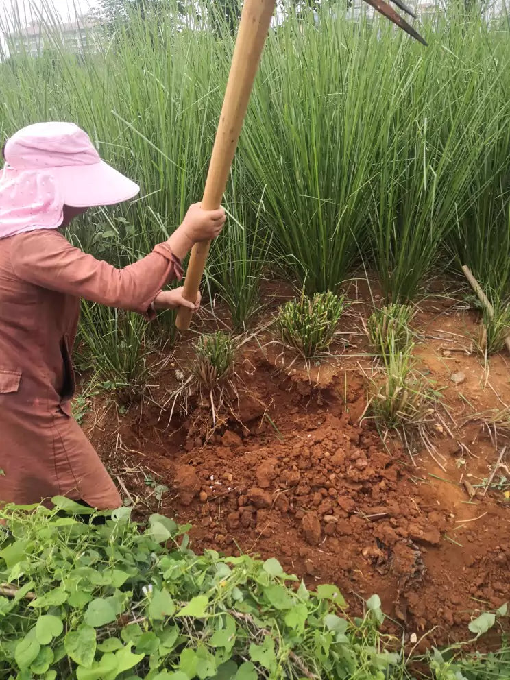 Yan Lan Cao Gen 岩兰草根, Chrysopogon Zizanioides Roots, Vetiver Root-Health Wisdom™