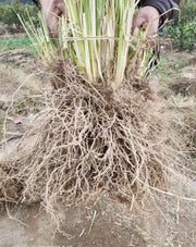 Yan Lan Cao Gen 岩兰草根, Chrysopogon Zizanioides Roots, Vetiver Root-Health Wisdom™